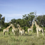 Giraffe seen on the Abu concession