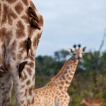 Giraffe seen on the Abu Concession near Singita Elela location