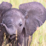 Baby elephant seen on Abu concession where Singita Elela located