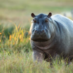Hippo in the Okavango Delta