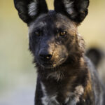 Wild Dog spotted on the Abu Concession near Singita Elela location