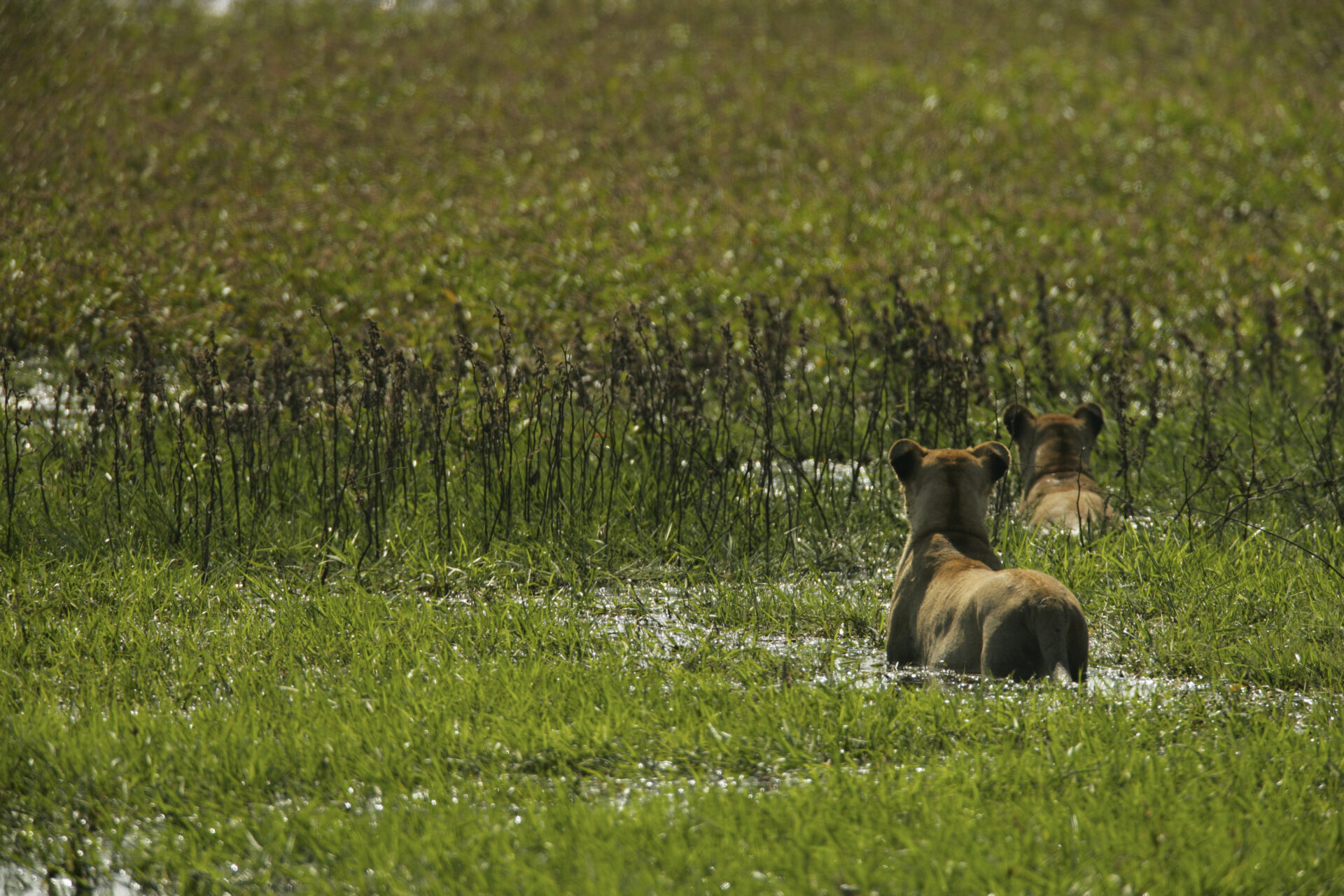Lion in the Okavango Delta
