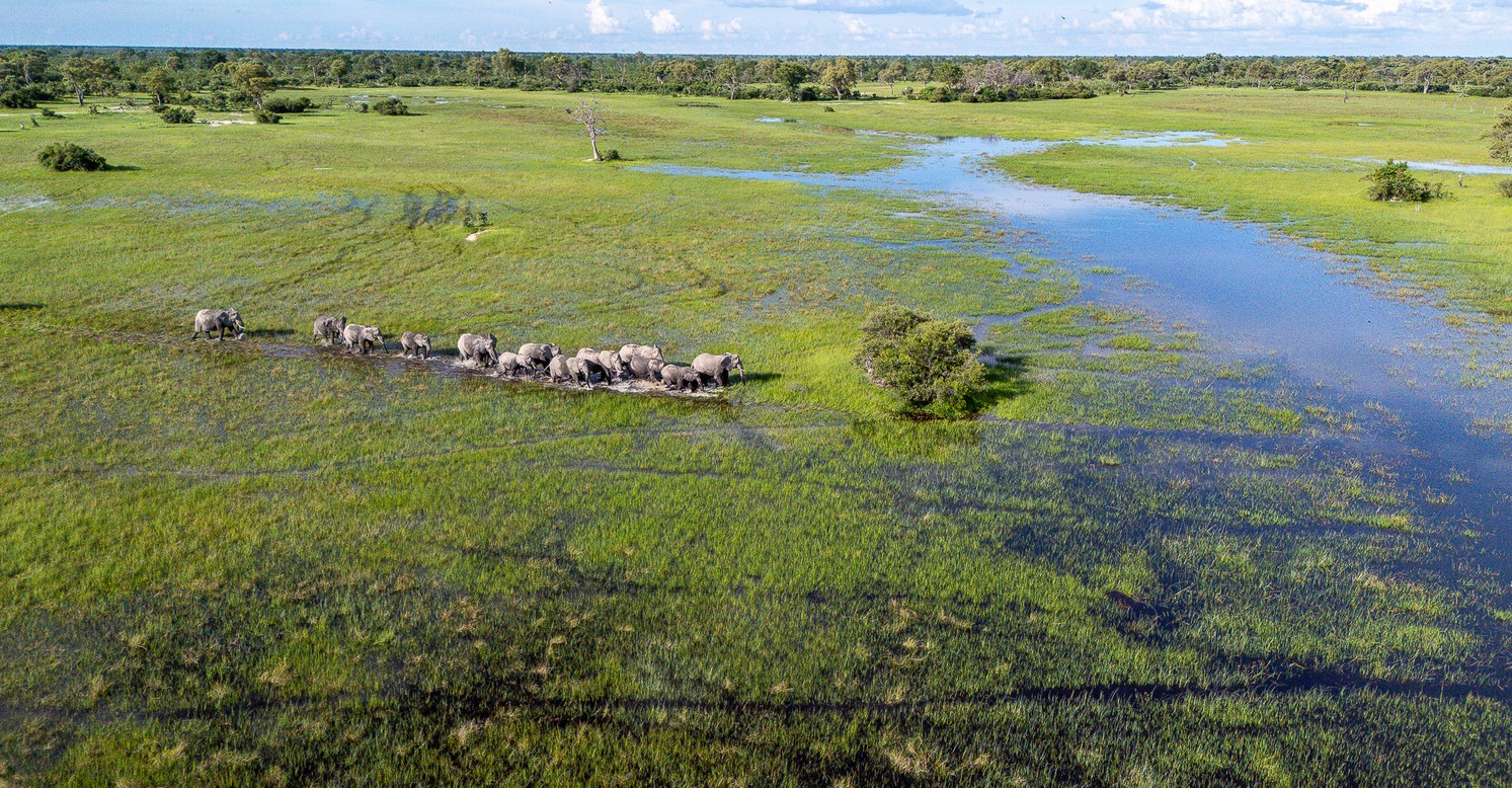 Aerial view of a herd of elephants walking through the flooded grasslands of the Okavango Delta