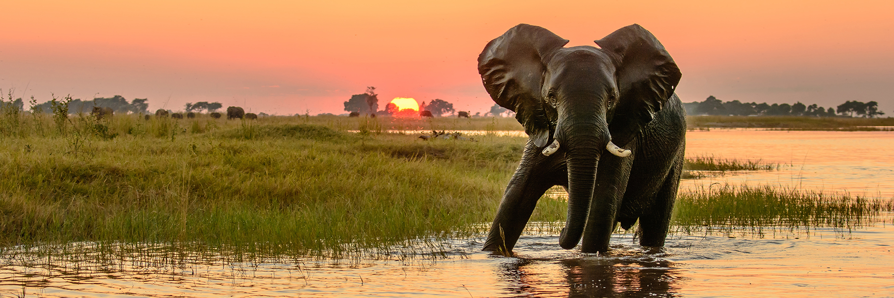 Elephant in the Chobe river at sunset