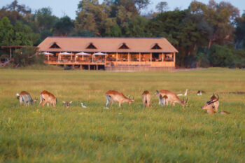 Red Lechwe grazing on the floodplains in front of Kanana camp