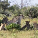 a pride of lion relax in the shaded grass