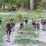 Wild dog trotting down a dirt track in the bush
