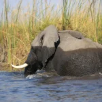 Elephant swimming through the zambezi river