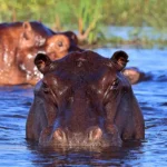Hippos in the Zambezi water in the Nkasa Rupara National Park