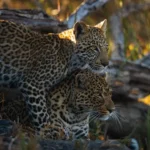 Leopard and cub in the african bush looking out over the plains