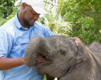 Bee the founder of Elephant Havens caresses a baby elephant