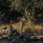 Cheetah standing alert on a fallen tree trunk in the grasslands near Splash Camp.