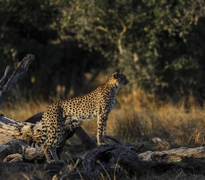 Cheetah standing alert on a fallen tree trunk in the grasslands near Splash Camp.