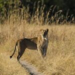 Lioness spotted in Khwai region during a game drive with MmaTsebe Tented Camp.