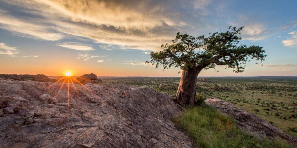 Baobab tree grows out of rocky outcrop over looking the Mashatu Game Reserve in Botswana´s Tuli Block region which can be visited with careful Botswana Safari Planning