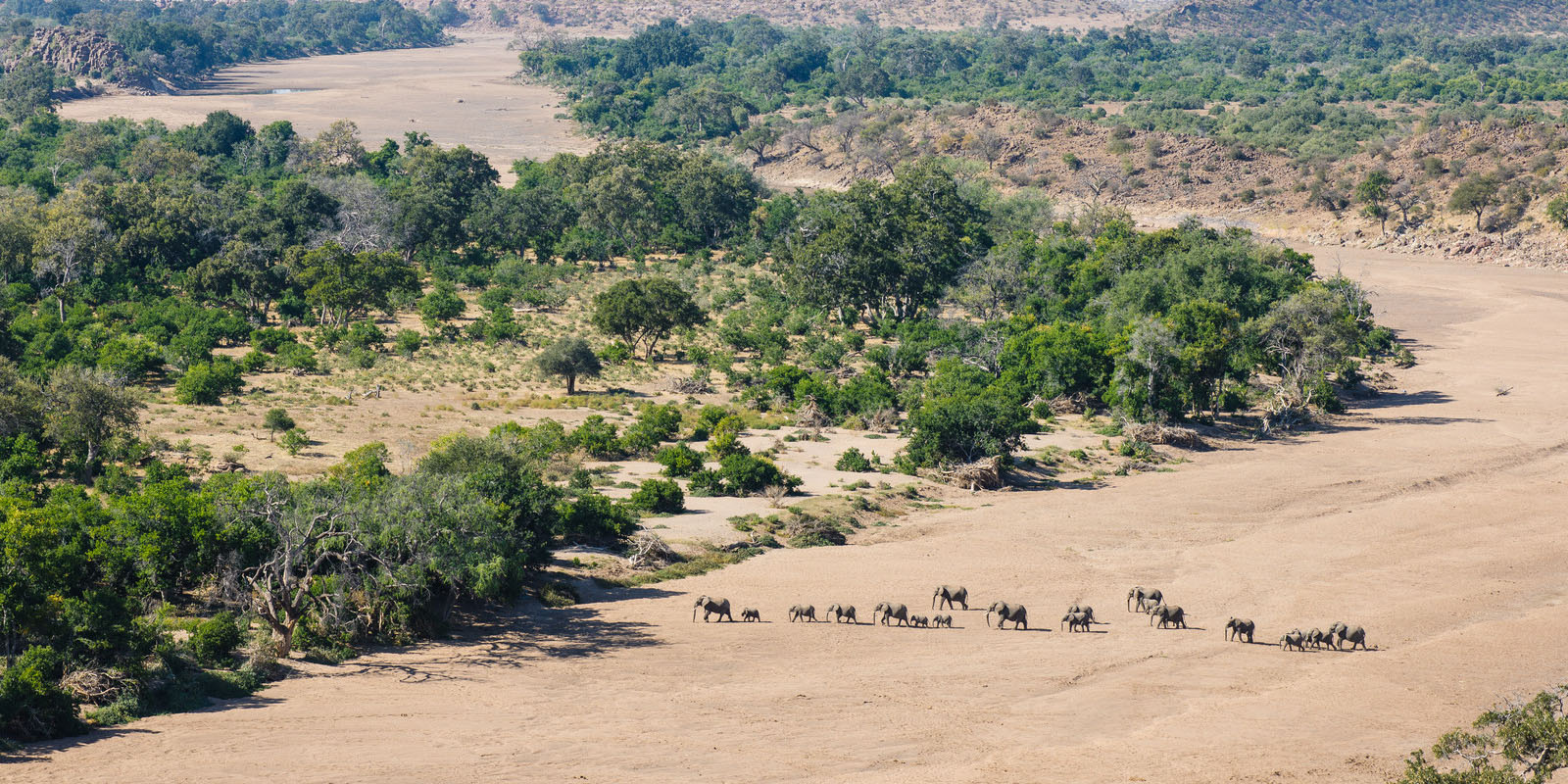 Herd of elephants crossing the dry Limpopo river bed in Mashatu Game Reserve, northern Tuli, Botswana.