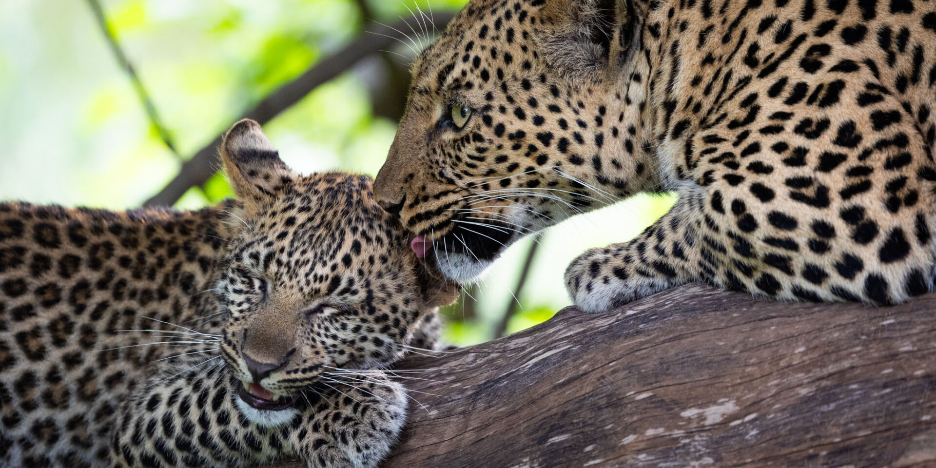 Leopard taking care of her cub in Botswana´s norther Tuli Block.
