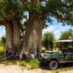 Family enjoying lunch under a large baobab tree beside a safari vehicle.