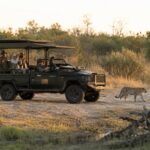 Guests with Harkess safaris on an open safari vehicle observing a leopard in the Okavango delta