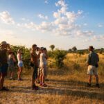 Guests and guide on a walking safari with Harkness Safaris in Botswana, observing wildlife and the surrounding bush at sunset.