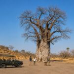 Safari vehicle and guests beside a large baobab tree during a refreshment stop in the Kalahari.