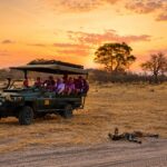 Safari vehicle viewing an African wild dog resting beside a track at sunset in Botswana.
