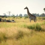 4x4 game vehicle with expert safari guide crossing grassy plain with giraffe.
