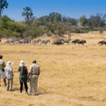 The wide open plains of the southern Okavango offer the perfect habitat for walking safaris with &Beyond´s expert guides.