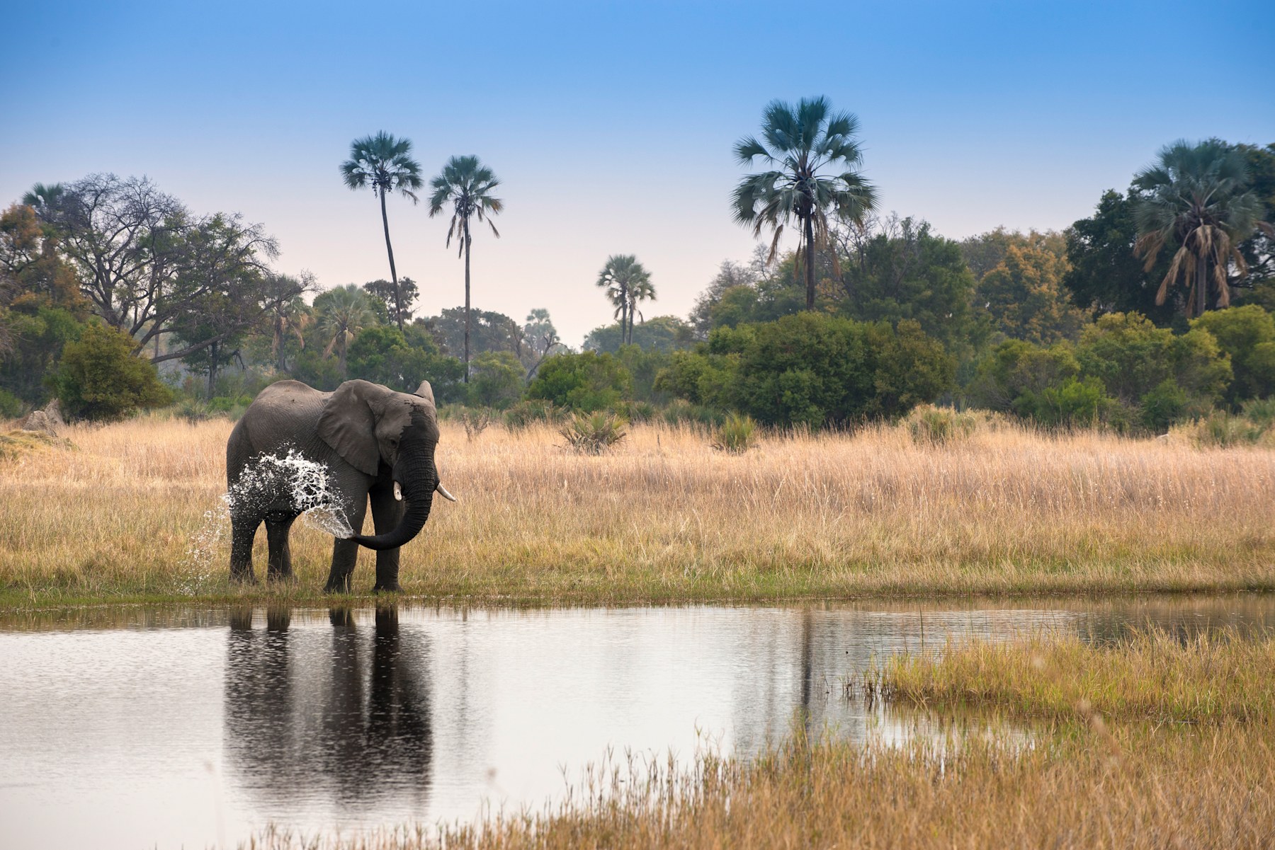 Elephant drinking from floodplain in the Sandibe Concession, Okavango Delta.