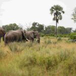 Game drive in private concession of the western Okavango Delta with elephants
