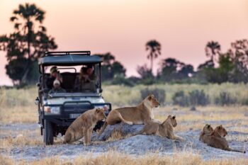 Lions seen on a game drive in Botswana with safari vehicle