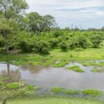 The beautiful site of Tumani Tented Camp