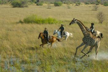 Horseback safari in Botswana with giraffe crossing the floodplains