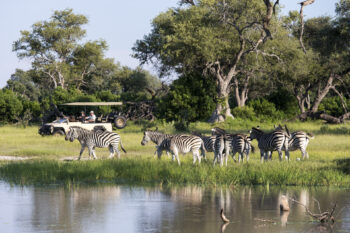 zebra refelcted in the okavango waters seen on game drive