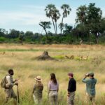Guide leading guests on a walking safari watching antelope on the open plains at Sandibe Under Canvas