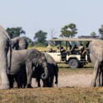Elephants are frequently seen in the Mokolwane area