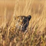 The area around Mokolwane has become one of the best places to see leopards in Africa, as captured in the Living with Leopards documentary.