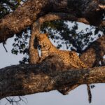 Leopards are frequently seen around Mokolowane and they are wonderfully relaxed thanks to the years of film crews who have captured them in the Netflix series living with leopards