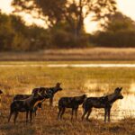 A pack of african wild dog looking over the okavango waters aruond Mokolowane Plains in golden light
